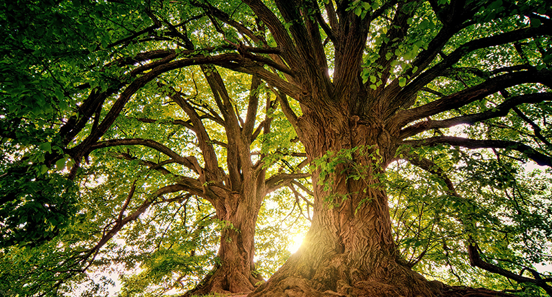 不朽情缘官网登录入口底蕴